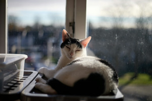 A black and white cat lounging in front of a window